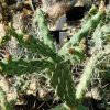 Opuntia_bakeri